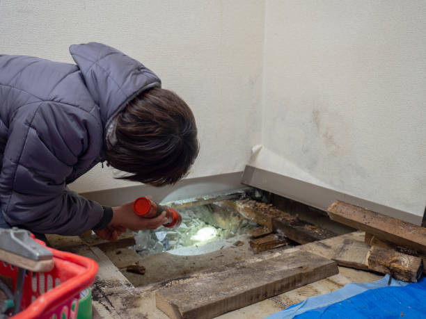 Williamsport, OH Mold Removal Company