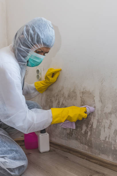 Best Emergency Mold Remediation  in Williamsport, OH